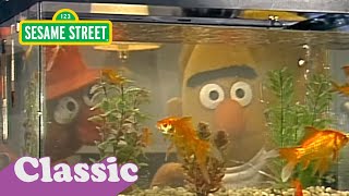Sesame Street: Bert Gets a Fish Tank