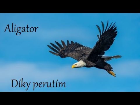 Aligator - Díky perutím - Aligator