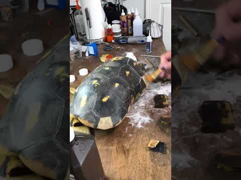 Red footed tortoise shell reconstruction Video