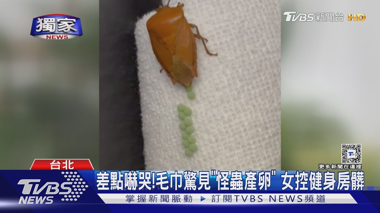 差點嚇哭！　毛巾驚見「怪蟲產卵」女控健身房髒