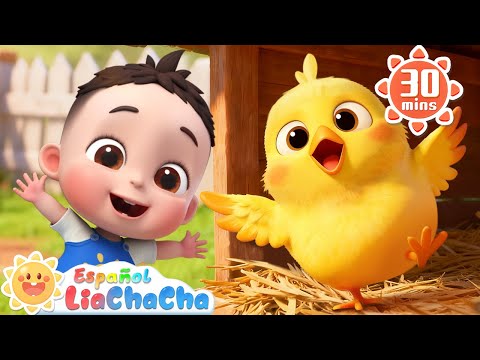 Mi Pollito Amarillito🐥 | Canción de la Granja | LiaChaCha en Español - Canciones Infantiles