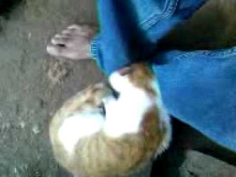 Lovely cat - SRI LANKA