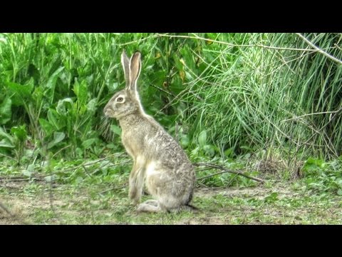 download lagu mp3 mp4 Jack Rabbit Video, download lagu Jack Rabbit Video gratis, unduh video klip Jack Rabbit Video
