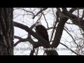 The Eagle, by Alfred, Lord Tennyson 