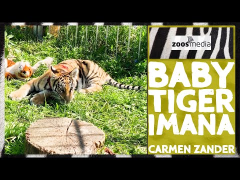 Wie wächst Tiger-BABY Imana bei Carmen Zander auf? | zoos.media