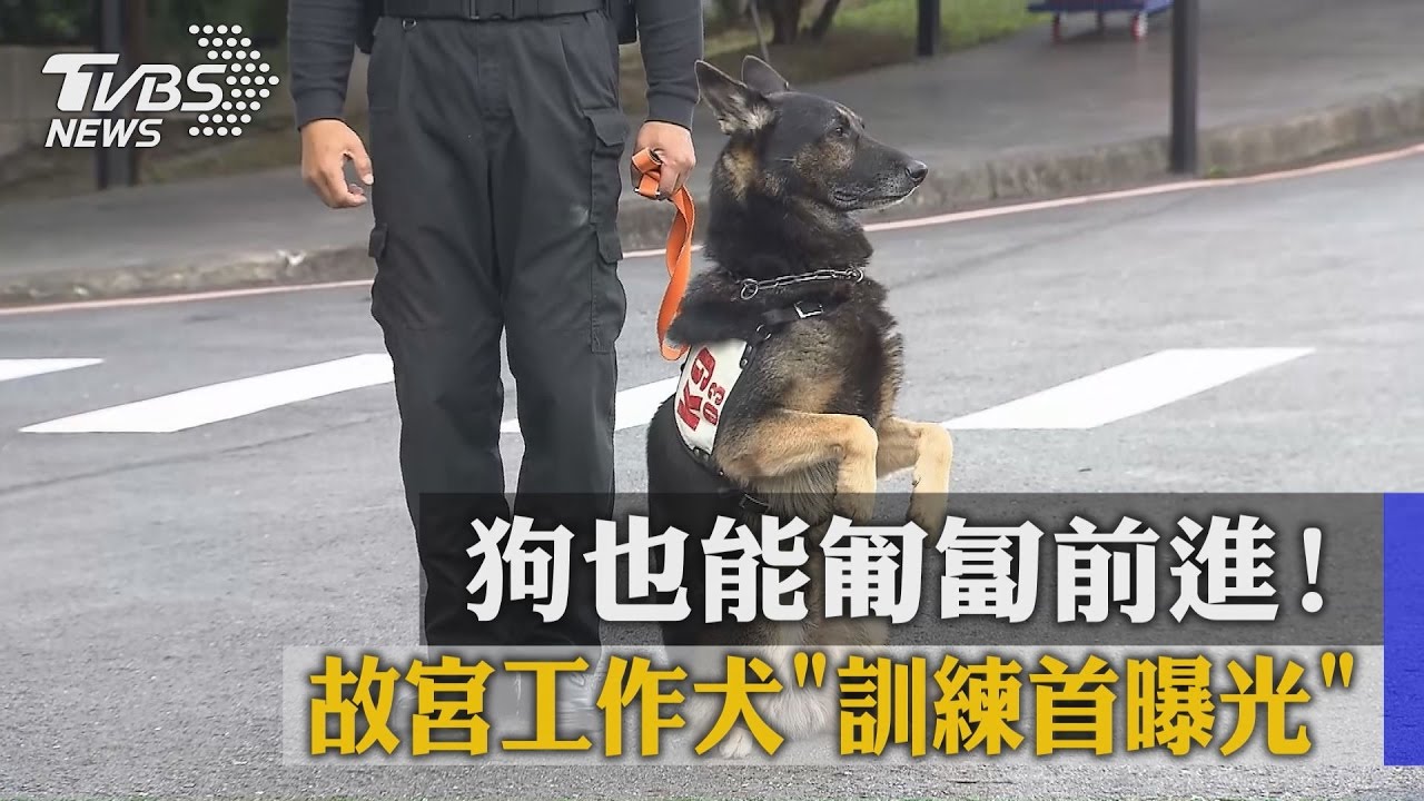 狗也能匍匐前進！　故宮工作犬訓練首曝光