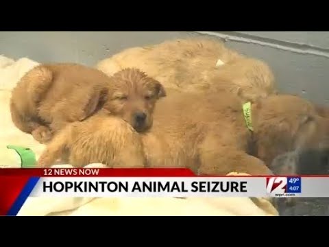 27 golden retrievers rescued from ‘horrendous’ conditions in Hopkinton