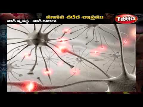 Human Body - Nerve Cells - Telugu