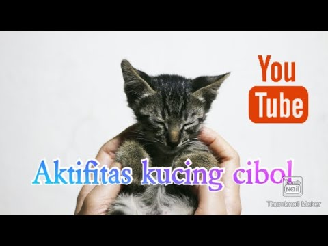 Kucing lucu cibol makan life cat #kucinglucu #makanankucing