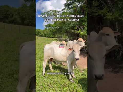 Fazenda à Venda – Sanclerlândia (GO)  21,5 alqueires (104,06 ha) #fazendaavenda #agro