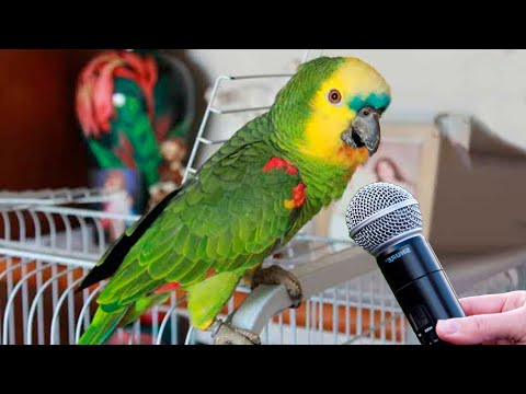 CONHEÇA O PAPAGAIO MAIS FALANTE DO BRASIL