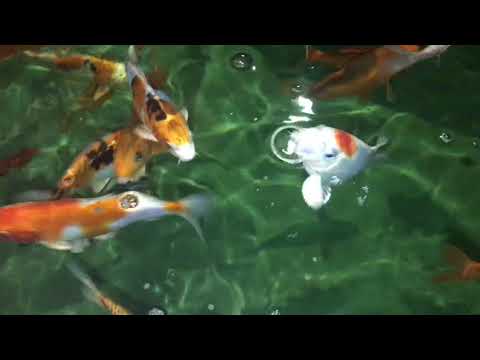 Im Winter am Koiteich: Ein paar Gedanken zum Thema Sauerstoffmangel im Winter