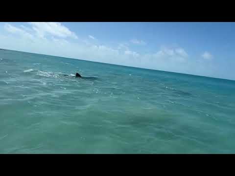 Mabuiag Island, Torres Straits a 3 metre Tiger Shark attack an outboard on a tinnie