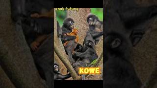 Download lagu ANAK MONYET NAMANYA APA? #sinaubasajawa #wongjawa #bahasajawa #anakkewan mp3