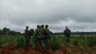 CONTINGENTE MILITAR RECIBE INSTRUCCIONES PARA LA ERRADICACIÓN DE PLANTÍO DE MARIHUANA.