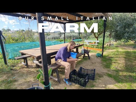 #80 Italian Farm Life: Autumn Harvest, Olives & Simple Living