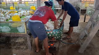 Download lagu 35 Day Old Chicken Sample for Main Harvest Application mp3