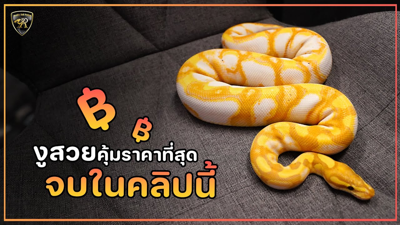 งูบอลที่ สวย คุ้ม ราคาที่สุด 【 EP.182| 4K 】#realityballpython #ballpython