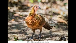 Download lagu Suab Poj qaib qus seev zoo heev mp3 Download lagu Suab Poj qaib qus seev zoo heev mp3