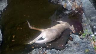 KANGAROO FALLS OFF CLIFF