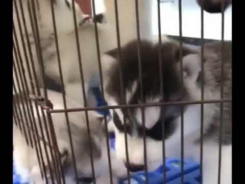 Screaming Trapping Himself 🤣🤣 #shorts #MUSIC #pets #dog #music #cats