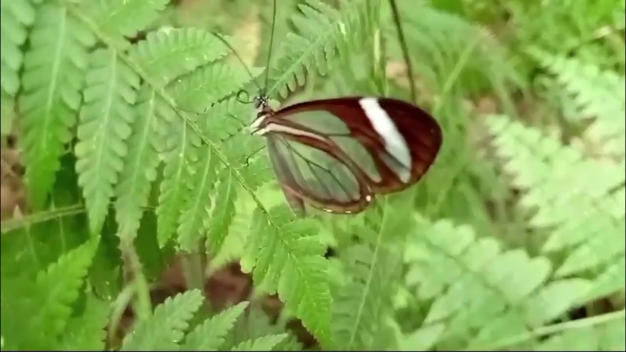 "Mi Comunidad a Través de mi Lente" 3