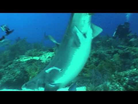 Teun meets Tigershark