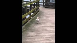 preview picture of video 'Look at what the seagull caught @ Belcarra Regional Park'