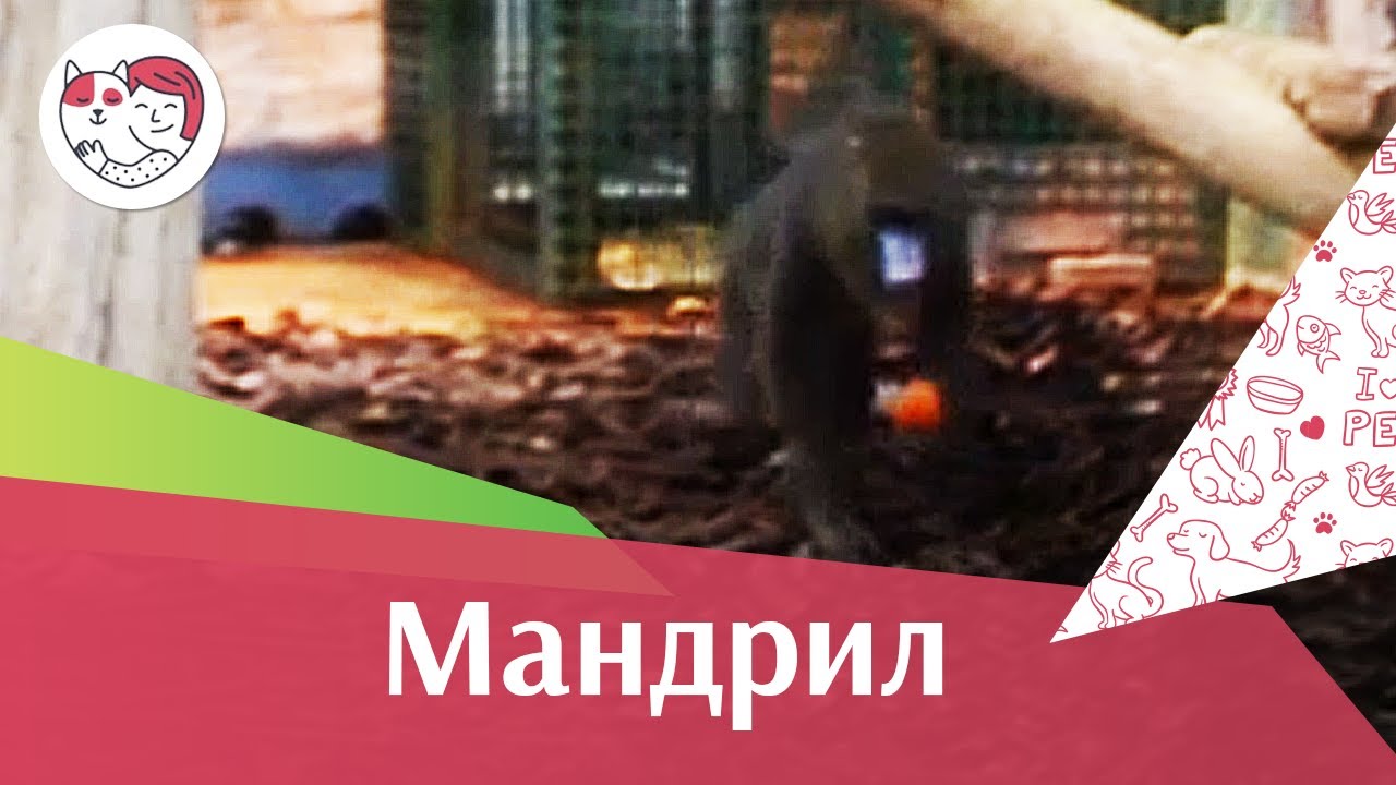 Мандрилы и Цивилизация на ilikepet