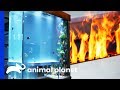 Fish Tank Combines Fire And Water In A Genius Way! | Tanked