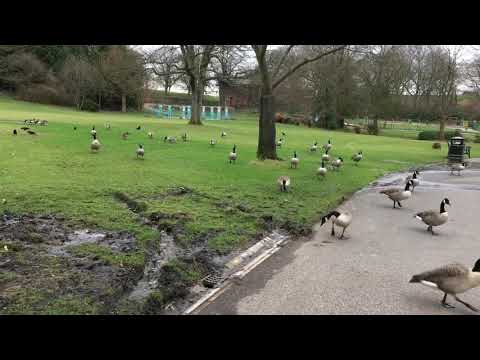 Beautiful 🦆 in Springfield park Rochdale Uk