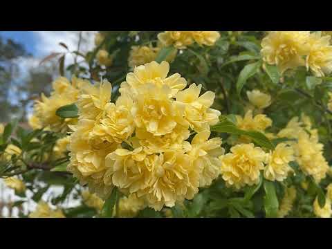 Lady Banks Rose, Showy Blooms!