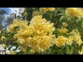 Lady Banks Rose Showy Blooms