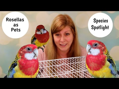 Rosellas as Pets: Species Spotlight