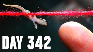 Download lagu Breeding an Army of Lesbian Geckos mp3 Download lagu Breeding an Army of Lesbian Geckos mp3