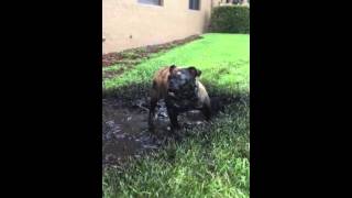 English bulldog Zo gets caught playing in mud