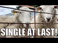 Thank you. Next! Australian Sheep Farm Vlog