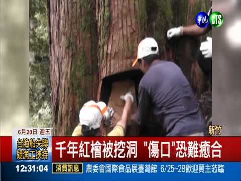 千年紅檜遭盜 警找回木塊"歸位"