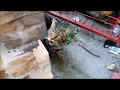 Cute Stray Cat Meowing Loudly Because Very Hungry