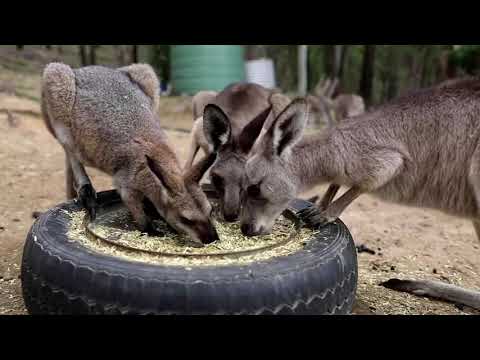 Kangaroos can communicate with humans, researchers say
