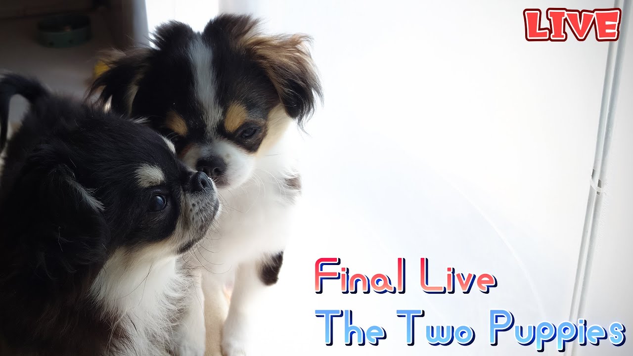 【Live】2日後に巣立つ仔犬との最後の木曜定時配信【ブリーダー】
