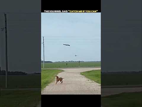 Dog Chases a Squirrel... But This Escape Is Unbelievable! 🐿️🐶 #trending #animals #wildlife #shorts