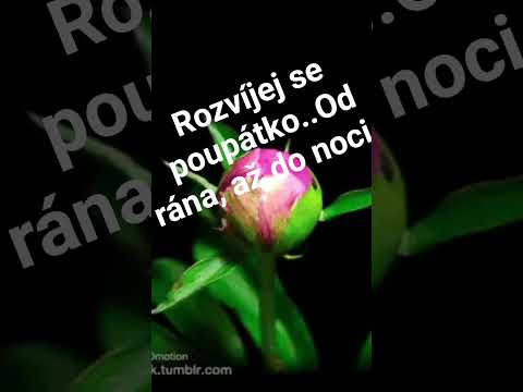 Iveta Bartošová ???? Rozvíjej se poupátko ????????????????????????????????????????????????????????????????????