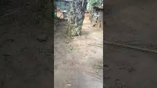 Download lagu ternak kambing tradisional jaman Mbah Harto 🙏 mp3