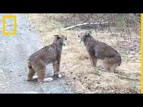 Así son los extraños gritos de dos linces enfrentados | National Geographic en Español