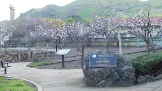 Download Lagu Speedy, Sarah, Fluffy, Peacock, Kali, Alviso Adobe Park Songbirds and California Scrub Jay Thumbnail