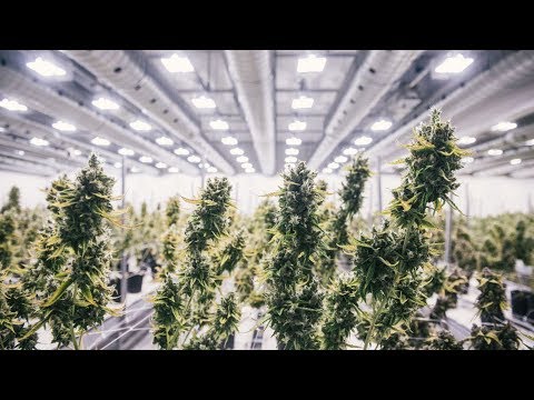 Canopy Growth Corp. Stock