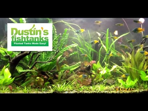 Planted Aquariums, 125 gallon and 220 Planted Tank  Fired up on a FRIDAY!