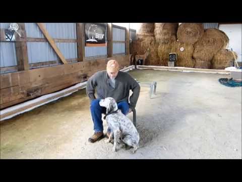 Part 5 - The commands - Teaching an Old Dog New Tricks