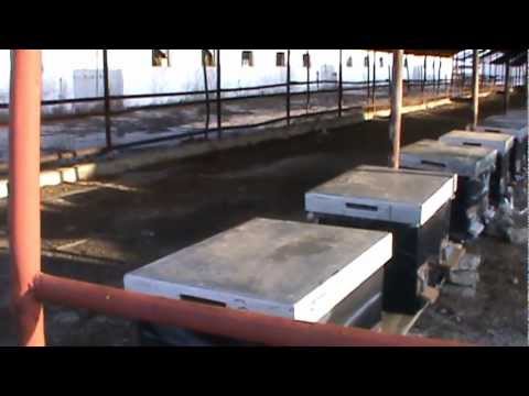 Evolutia familiilor de albine cu rama in anticamera si nu uitati 9-10 Mar 2013 ajung la Timisoara